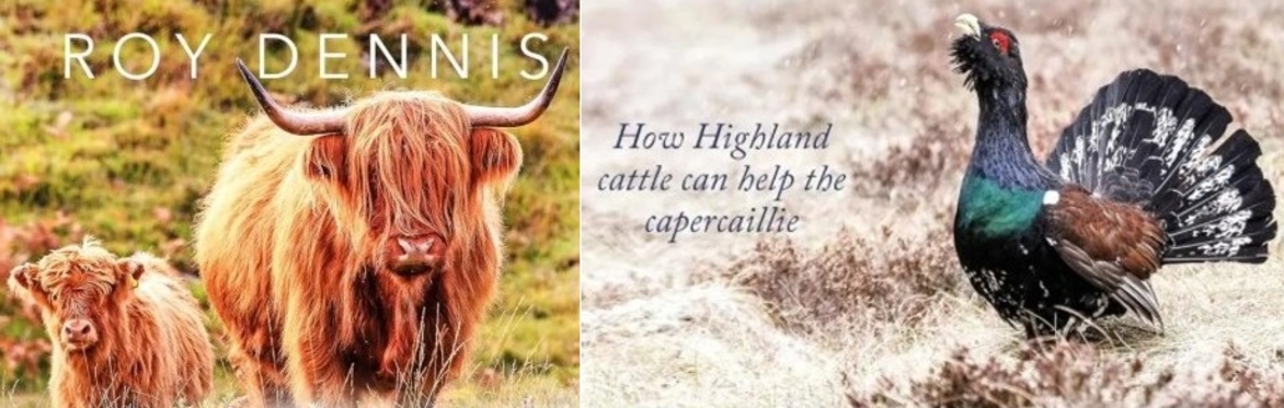 Picture of Highland Cow and Capercaille