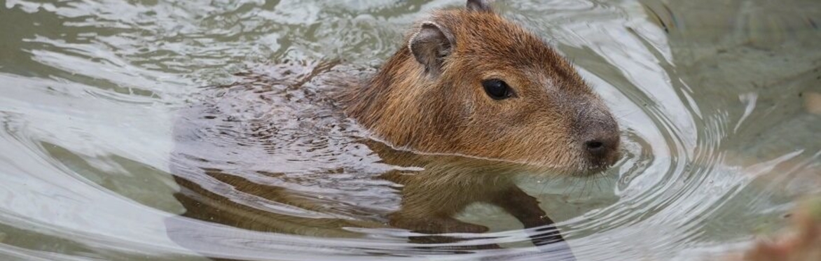 Zoofari Tours: Capybara and Amigos