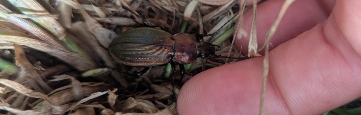 A hand clears away the grass next to a ground necklace beetle