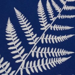 Shedding Light on Cyanotype: A Photo-Chemical Workshop
