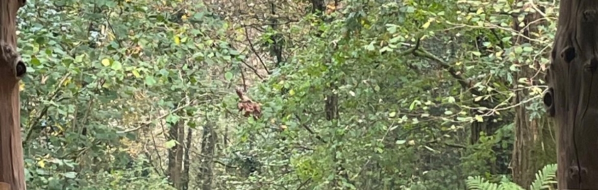 🌲 Sounds in the Woods 2026 ~ monthly May- Sept 2026