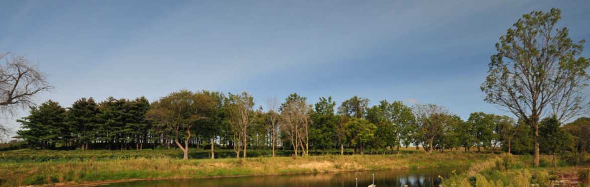 Summer in the Vineyard