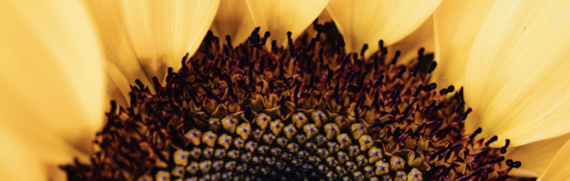 Resurgence Earth Festival: Lammas Meditation, Nature Connection and Self-Reflection