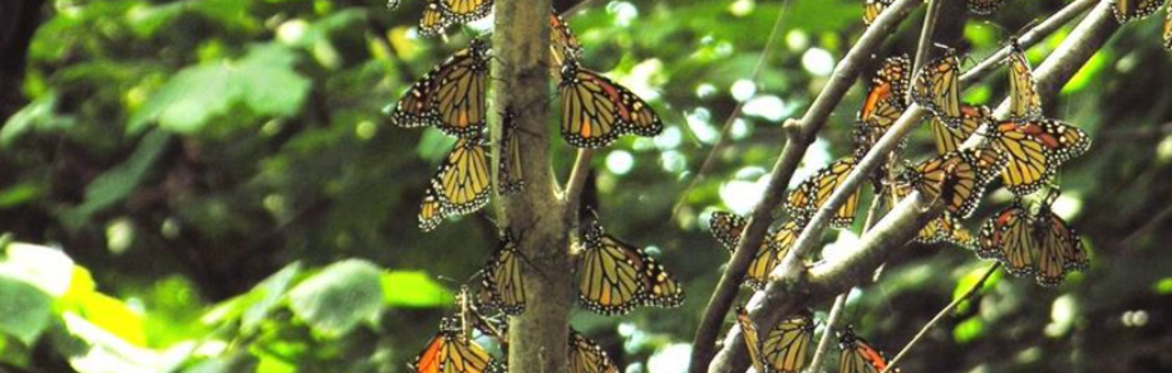 Thickson’s Woods Celebration & Guided Walk