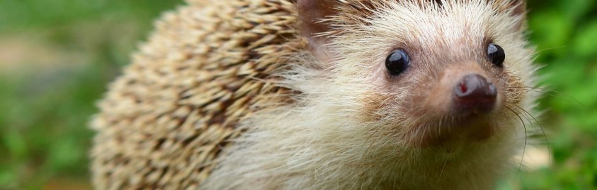 Wild Bunch Gathering - Hedgehog Awareness