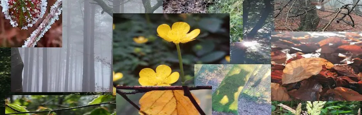 Nature Engagement for Wellbeing
