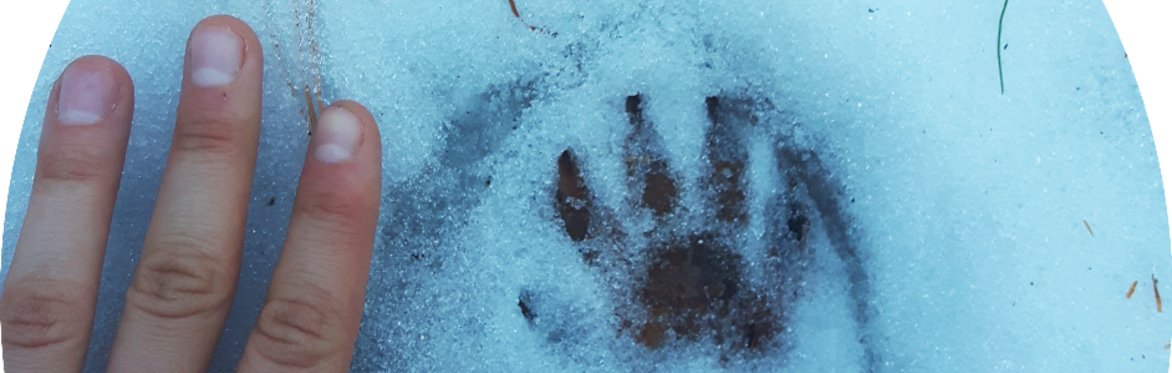 Introduction to wildlife tracking