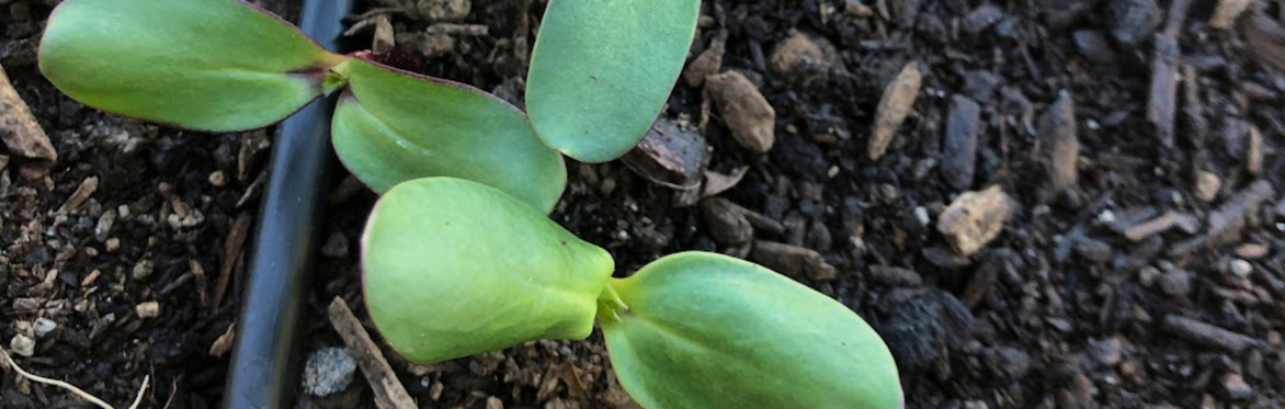 DIY Drip Irrigation Workshop – September 2023