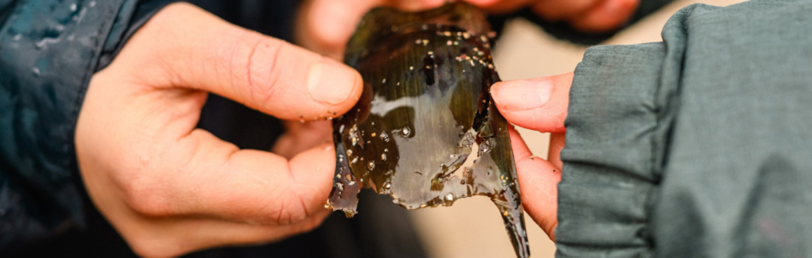 Easter Eggcase Hunt - Bovisand