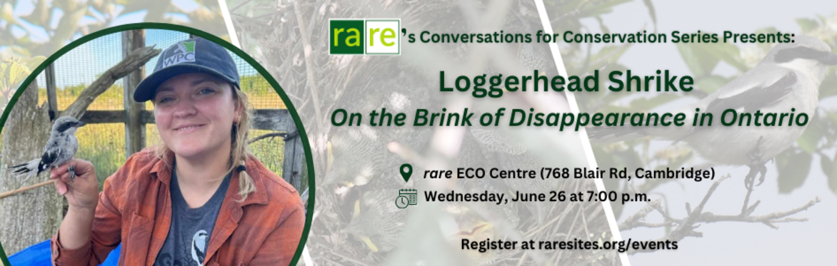 Conversations for Conversation: Loggerhead Shrike - On the Brink of Disappearance in Ontario