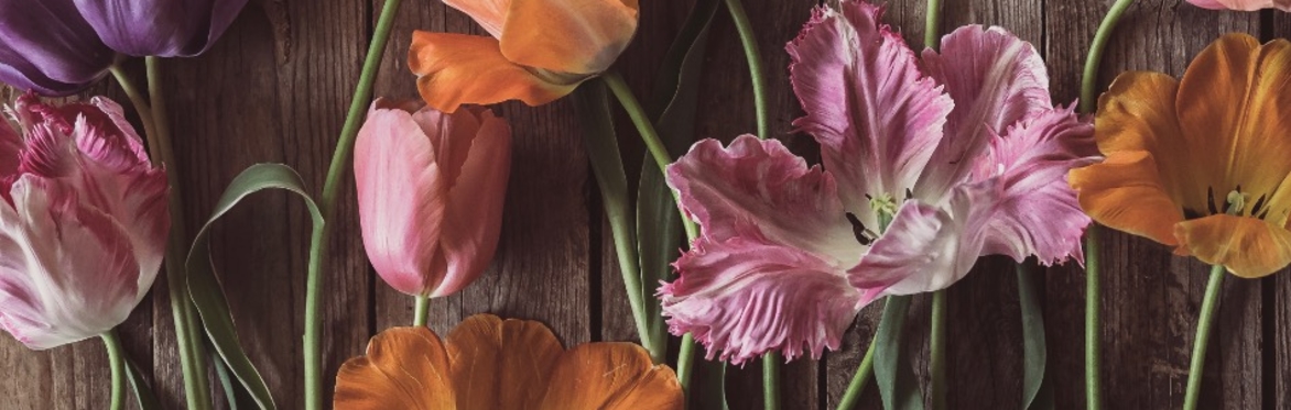 Pink and white tulips laid out on a wooden table