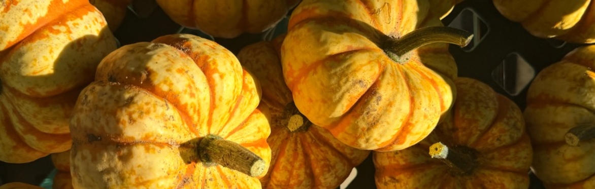 LUMI: The Autumn Tasting