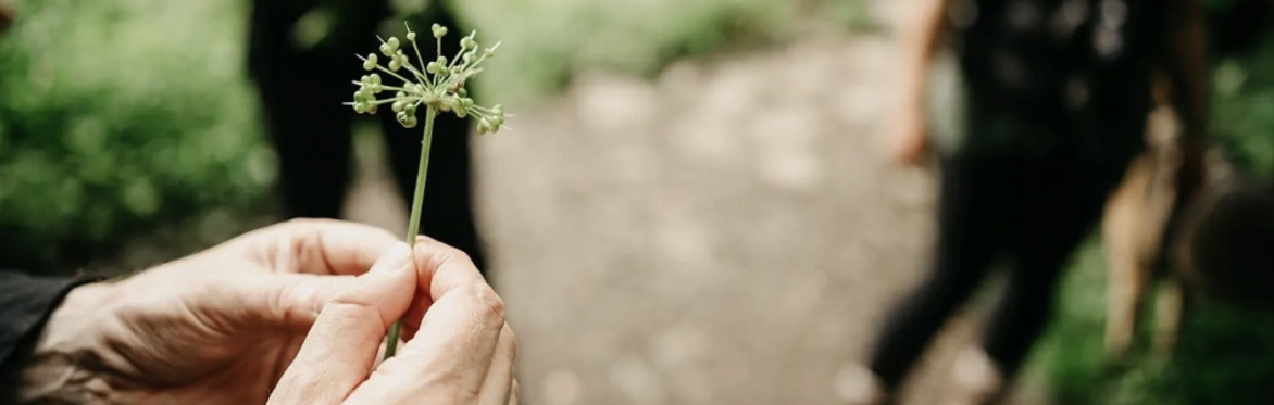 Weekend Woodland Foraging Walk