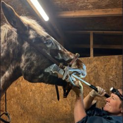 Equine First Aid and Dentistry Vet Talk