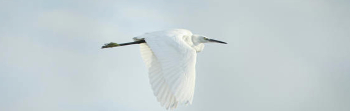 Coastal Bird Walk with Keith Hansen