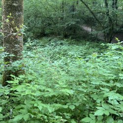 Community Balsam Bash at Lemahamish, Upper Forth