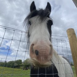 Youth Led Horse Days