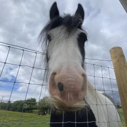 Youth Led Horse Days