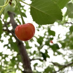 Cherry growing on a tree