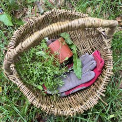 Round willow basket on the grass with leaves and a pair of gloves inside