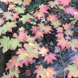 Fall Leaves