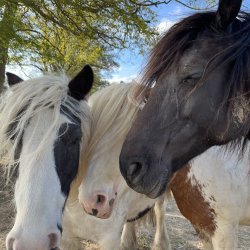 the Mares of the herd, Nahima, her daughter Oriana and Eowyn