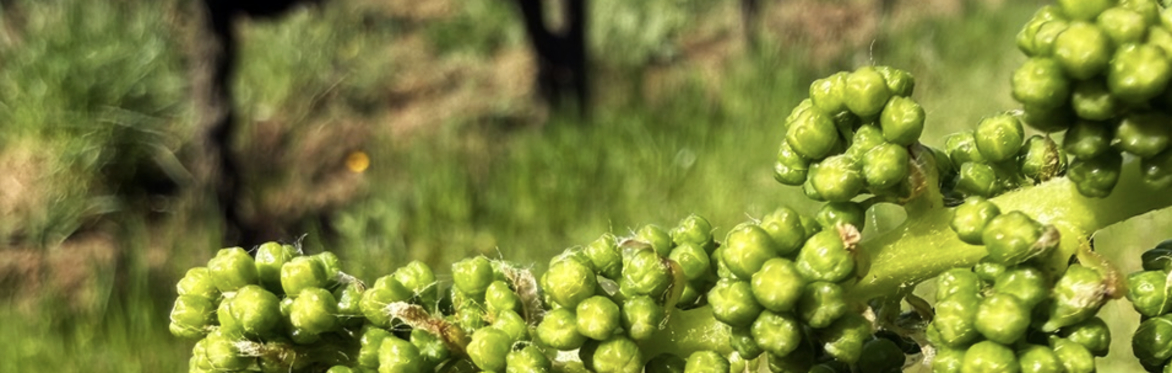 MASTERCLASS: BORDEAUX, Fine Country Wine {WEST HARTFORD}