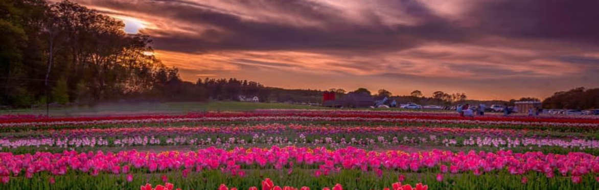 Wicked Tulips Virtual Tulip Experience