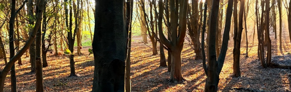 Sunlight through trees