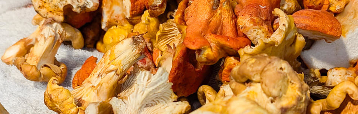 🔎🍄‍🟫🍄(SOUTH) Fall Hike + Foray + Foraging Class +Bonus Bag Of Mushrooms 🔎🍄‍🟫🍄