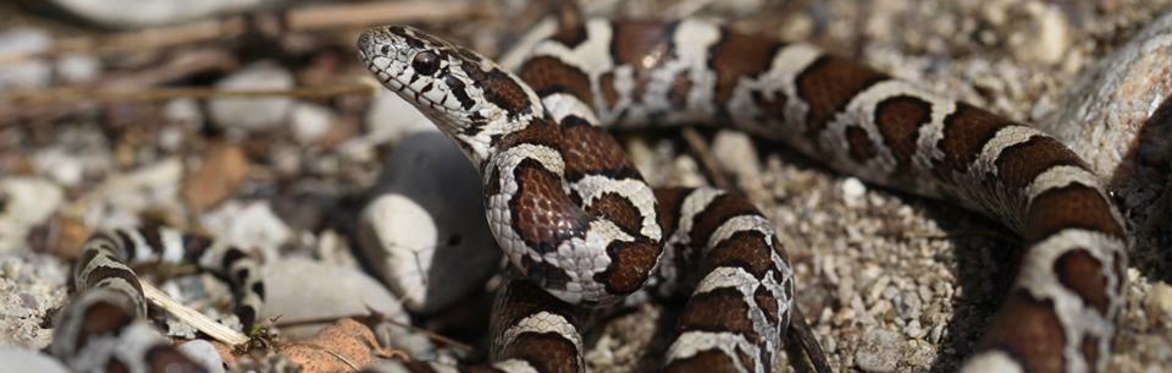 Long-term Monitoring Protocol for Ontario’s Snakes – Interactive Training on the Saugeen Bruce Peninsula