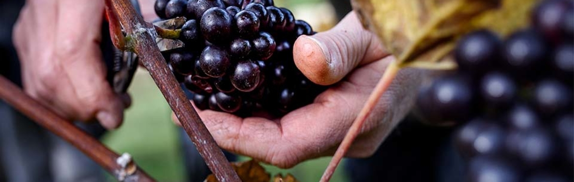 Harvest Volunteer Day - 18 October