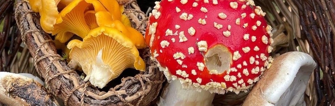 Autumn Foraging Walk - Balloch Woods, Galloway