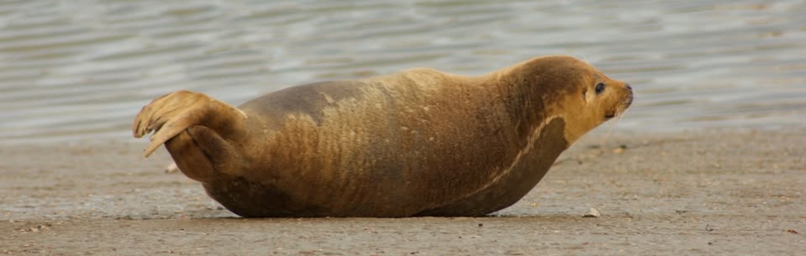 Protecting the Thames' seals