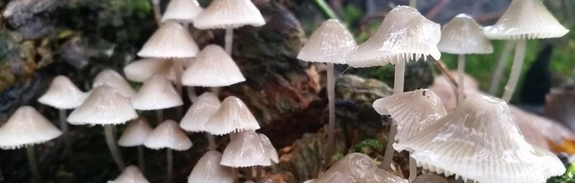 Fungus Foray