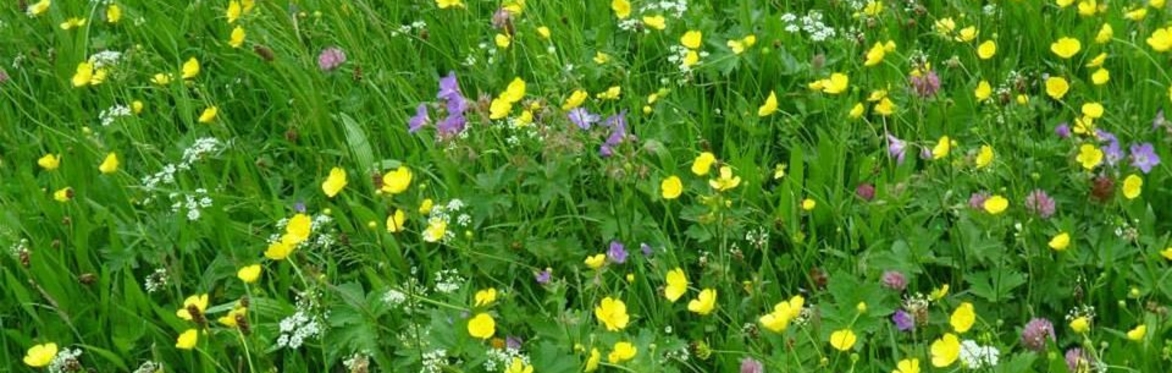 Wildflower Walk & Talk