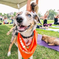 Yoga With Adoptable Puppies