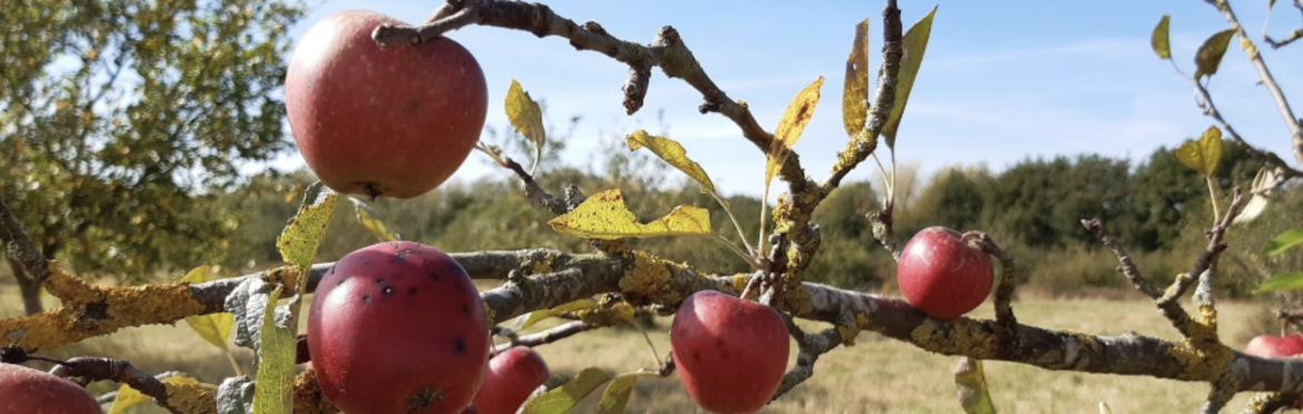 Apple Day: Orchard Walk at Thames Chase