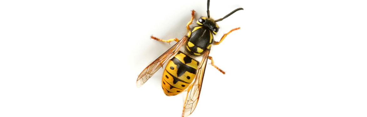 The Wasp