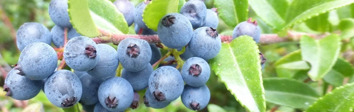 Edible California Natives