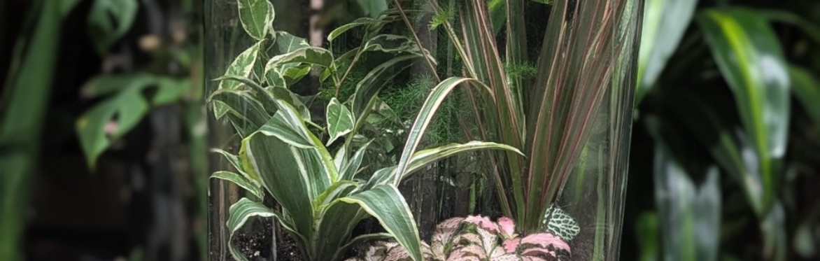 Terrarium Workshop, followed by a hot drink and cake