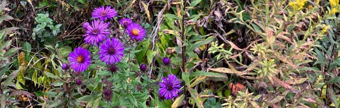 Native Seed Saving