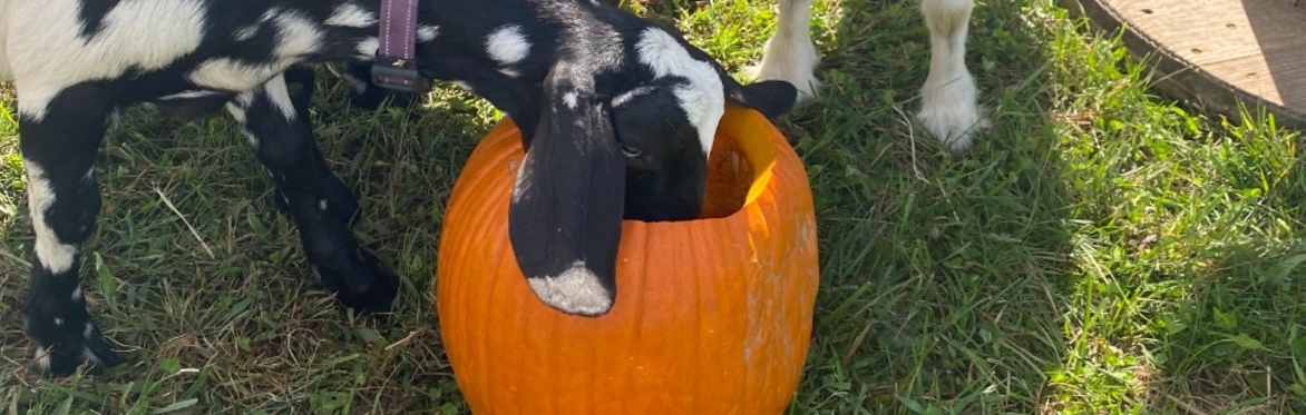 GOATS and GOURDS