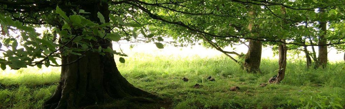 Nature Connection Forest School