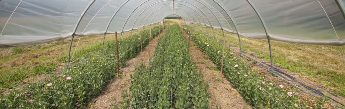 A Beginning Vegetable Farmers Guide to Conservation Support and Funding through EQIP in Minnesota