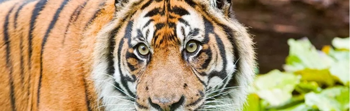 London Zoo