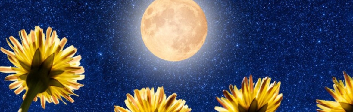Beltane Flower Moon Eclipse Shamanic Activation BUY RECORDING