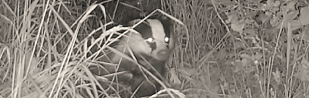 A badger peering through grassland