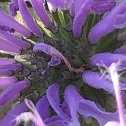 A Look at Native Plant Form and Function