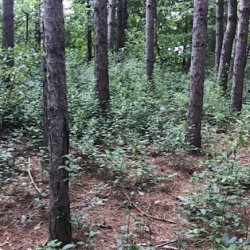 Terrestrial Invasive Species Management
